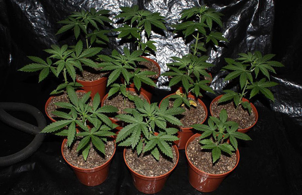 Mr. Nice Seeds - NHS - National Health Service (reg.)