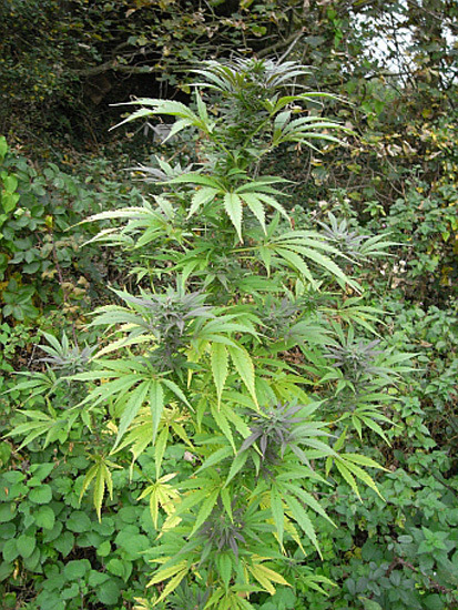 Mr. Nice Seeds - NHS - National Health Service (reg.)