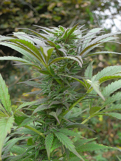 Mr. Nice Seeds - NHS - National Health Service (reg.)