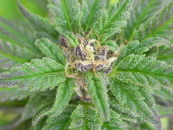 Mr. Nice Seeds - NHS - National Health Service (reg.)