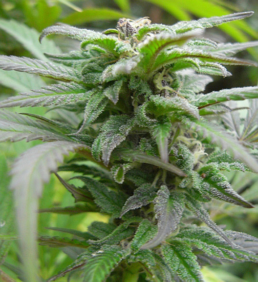 Mr. Nice Seeds - NHS - National Health Service (reg.)