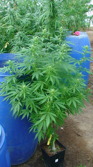Mr. Nice Seeds - NHS - National Health Service (reg.)