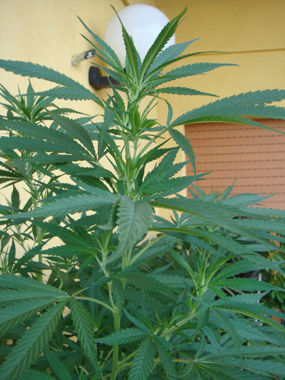 Mr. Nice Seeds - NHS - National Health Service (reg.)