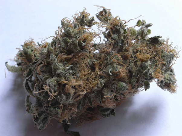 Mr. Nice Seeds - NHS - National Health Service (reg.)