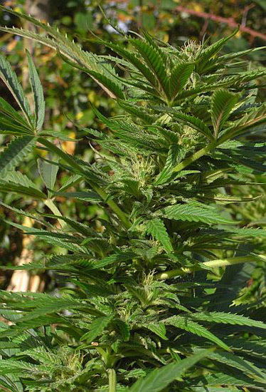 Mr. Nice Seeds - NHS - National Health Service (reg.)