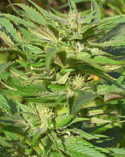 Mr. Nice Seeds - NHS - National Health Service (reg.)