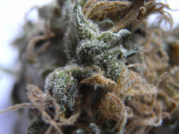 Mr. Nice Seeds - NHS - National Health Service (reg.)