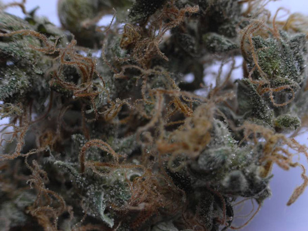Mr. Nice Seeds - NHS - National Health Service (reg.)