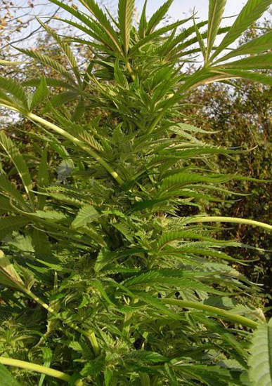 Mr. Nice Seeds - NHS - National Health Service (reg.)