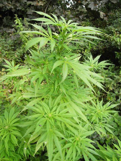 Mr. Nice Seeds - NHS - National Health Service (reg.)