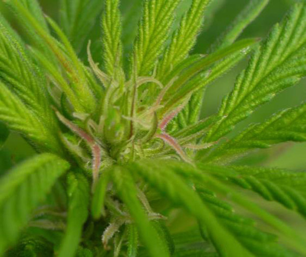 Mr. Nice Seeds - NHS - National Health Service (reg.)