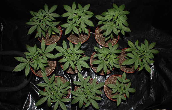 Mr. Nice Seeds - NHS - National Health Service (reg.)