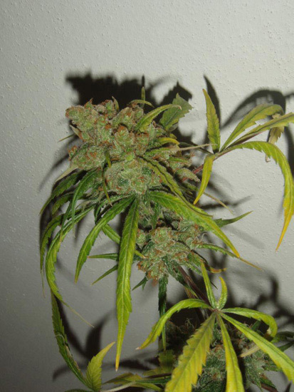 Mr. Nice Seeds - NHS - National Health Service (reg.)