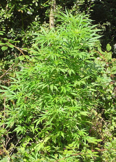 Mr. Nice Seeds - NHS - National Health Service (reg.)
