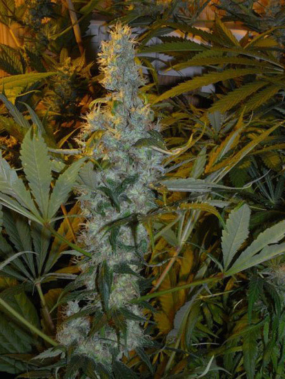 Mr. Nice Seeds - NHS - National Health Service (reg.)