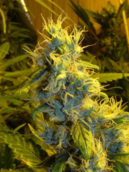 Mr. Nice Seeds - NHS - National Health Service (reg.)