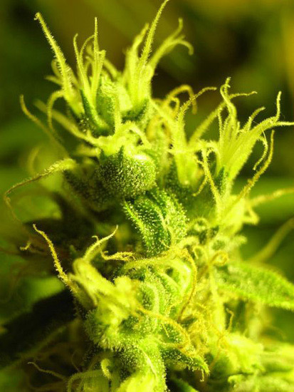 Mr. Nice Seeds - NHS - National Health Service (reg.)