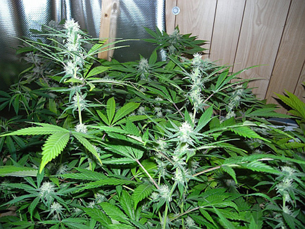 Mr. Nice Seeds - NHS - National Health Service (reg.)
