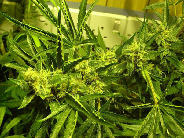 Mr. Nice Seeds - NHS - National Health Service (reg.)