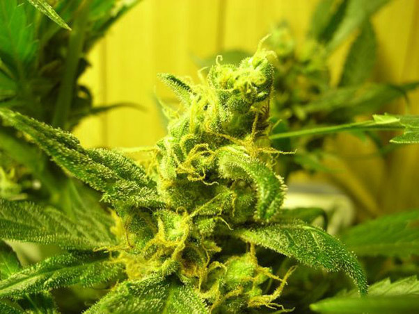Mr. Nice Seeds - NHS - National Health Service (reg.)