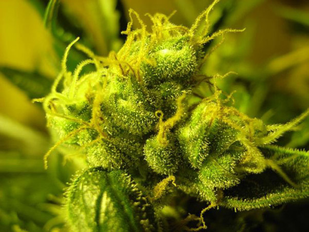 Mr. Nice Seeds - NHS - National Health Service (reg.)