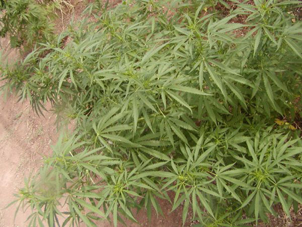 Mr. Nice Seeds - NHS - National Health Service (reg.)
