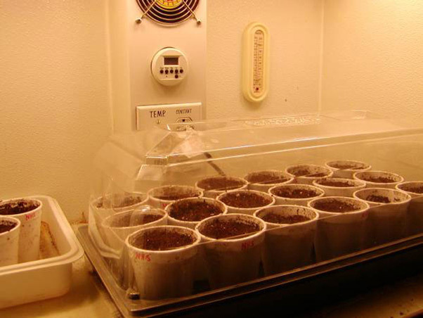 Mr. Nice Seeds - NHS - National Health Service (reg.)