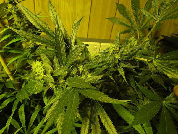 Mr. Nice Seeds - NHS - National Health Service (reg.)