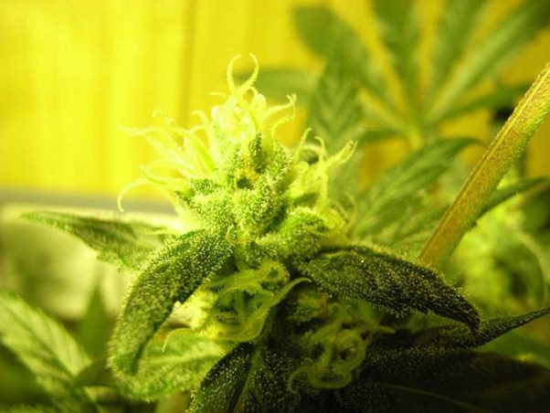 Mr. Nice Seeds - NHS - National Health Service (reg.)
