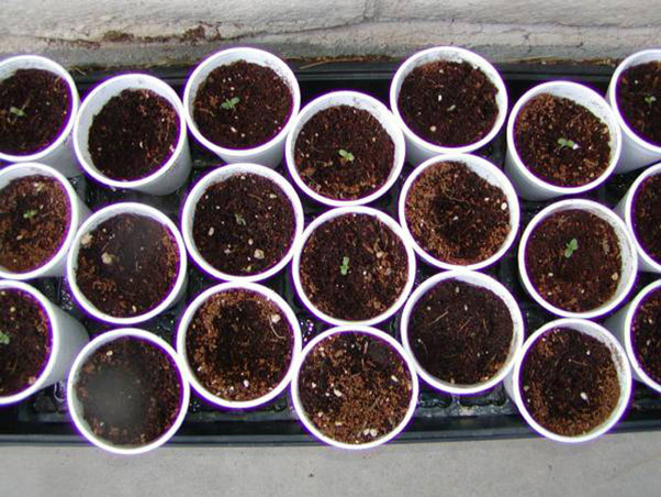 Mr. Nice Seeds - NHS - National Health Service (reg.)