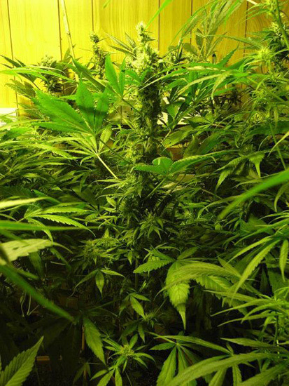 Mr. Nice Seeds - NHS - National Health Service (reg.)