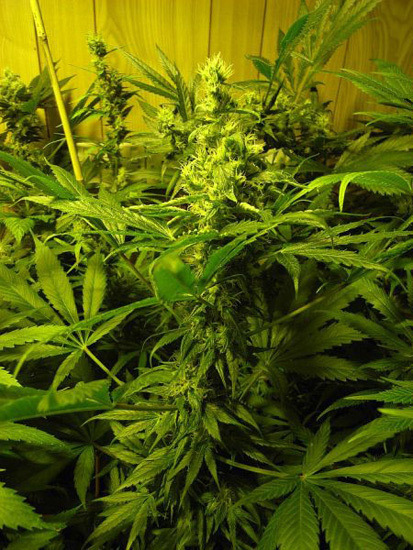 Mr. Nice Seeds - NHS - National Health Service (reg.)