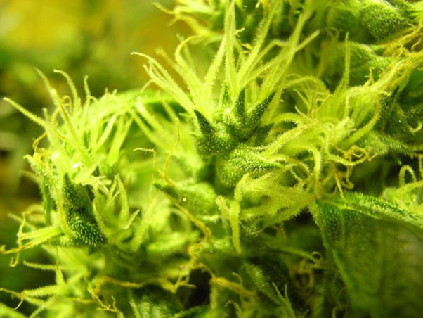 Mr. Nice Seeds - NHS - National Health Service (reg.)
