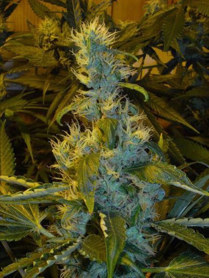 Mr. Nice Seeds - NHS - National Health Service (reg.)