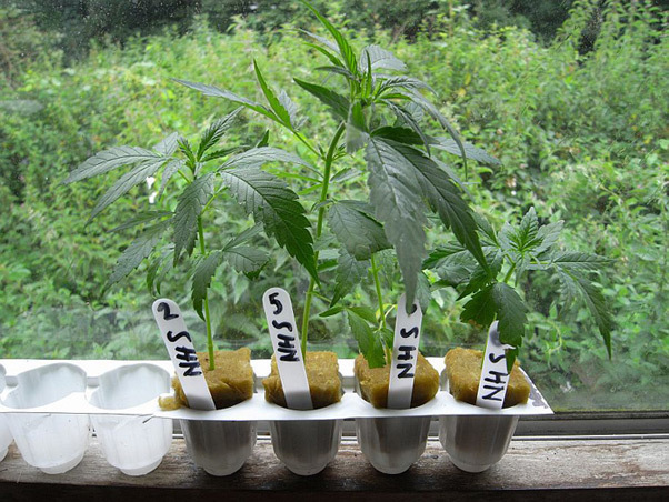 Mr. Nice Seeds - NHS - National Health Service (reg.)