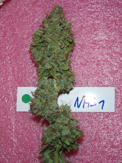 Mr. Nice Seeds - NHS - National Health Service (reg.)