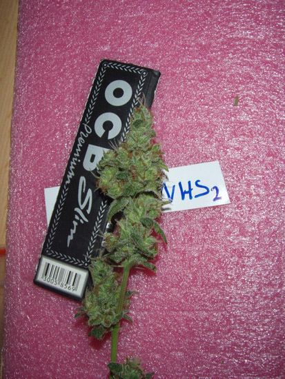 Mr. Nice Seeds - NHS - National Health Service (reg.)