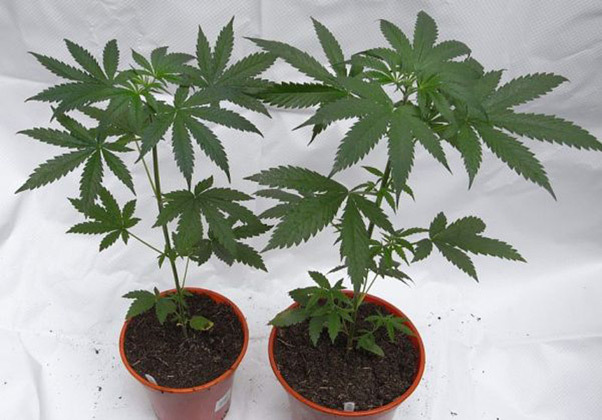 Mr. Nice Seeds - NHS - National Health Service (reg.)