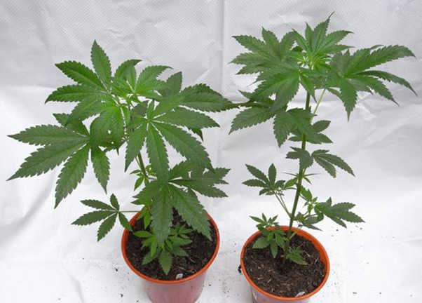 Mr. Nice Seeds - NHS - National Health Service (reg.)