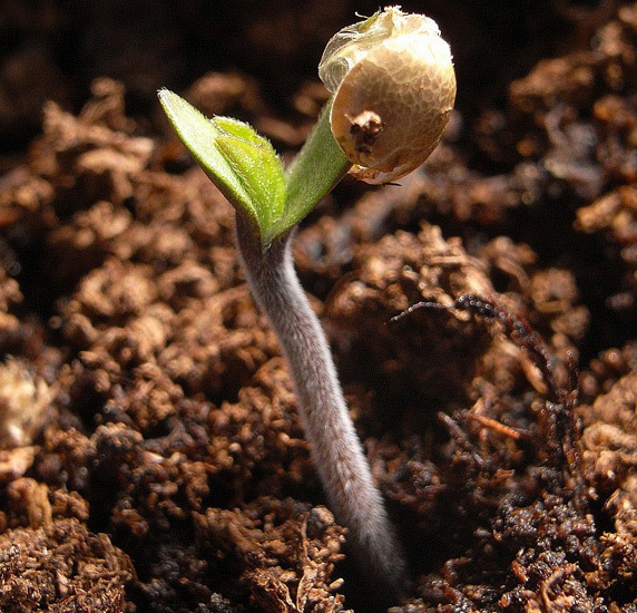 Mr. Nice Seeds - NHS - National Health Service (reg.)