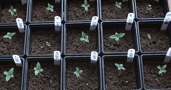 Mr. Nice Seeds - NHS - National Health Service (reg.)