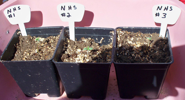 Mr. Nice Seeds - NHS - National Health Service (reg.)