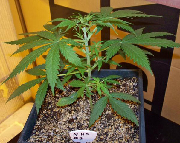 Mr. Nice Seeds - NHS - National Health Service (reg.)