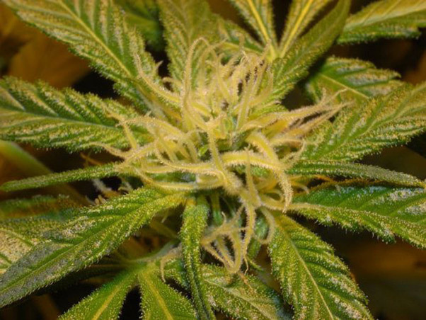 Mr. Nice Seeds - NHS - National Health Service (reg.)