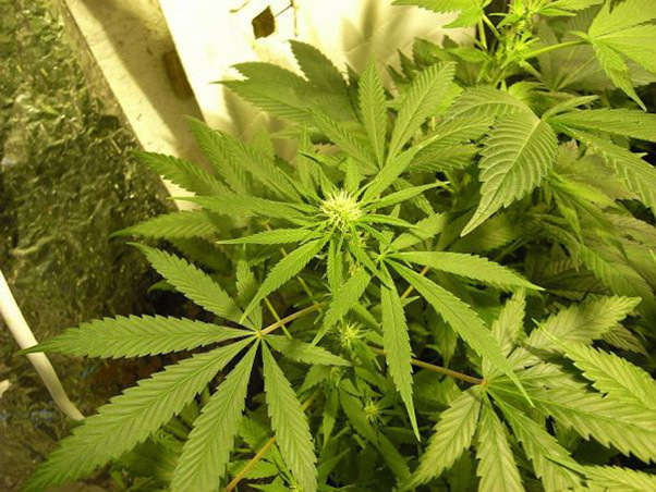 Mr. Nice Seeds - NHS - National Health Service (reg.)