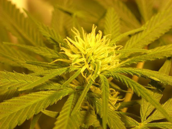 Mr. Nice Seeds - NHS - National Health Service (reg.)