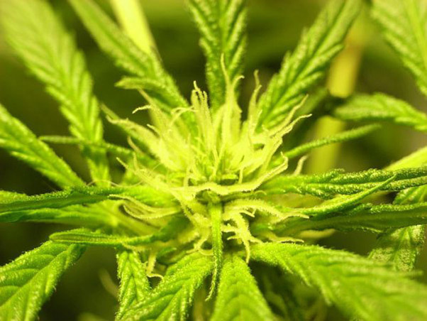 Mr. Nice Seeds - NHS - National Health Service (reg.)