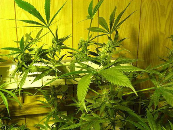 Mr. Nice Seeds - NHS - National Health Service (reg.)