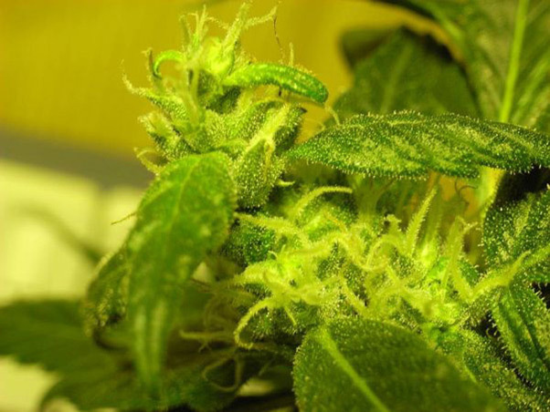 Mr. Nice Seeds - NHS - National Health Service (reg.)