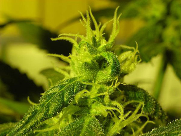 Mr. Nice Seeds - NHS - National Health Service (reg.)